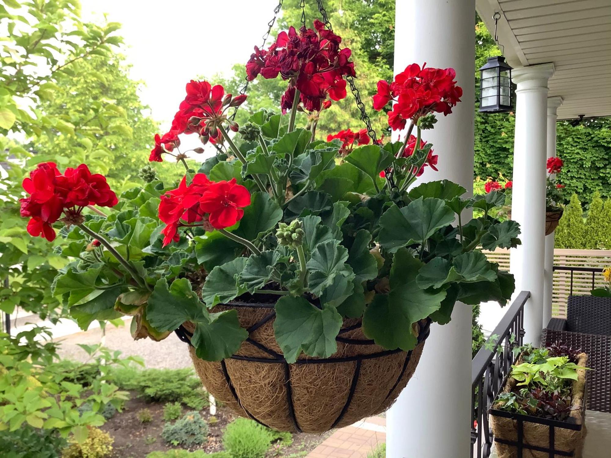 Via Veneto - Old Town Bed & Breakfast Niagara-on-the-Lake Екстериор снимка