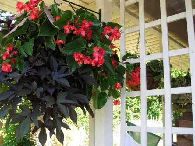 Via Veneto - Old Town Bed & Breakfast Niagara-on-the-Lake Екстериор снимка